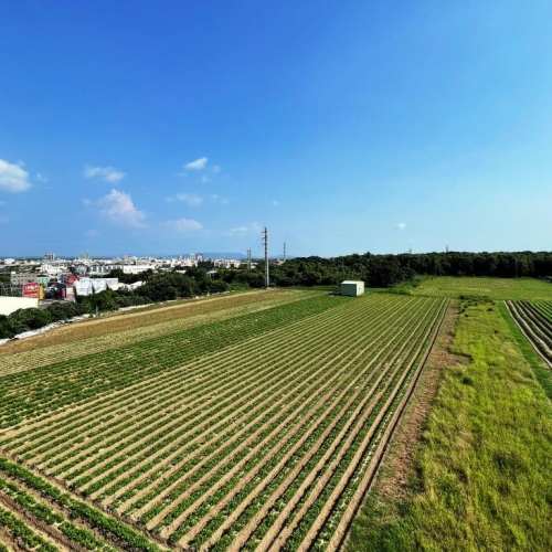 爭取新農人與青農返鄉 南市放租34筆市有耕地